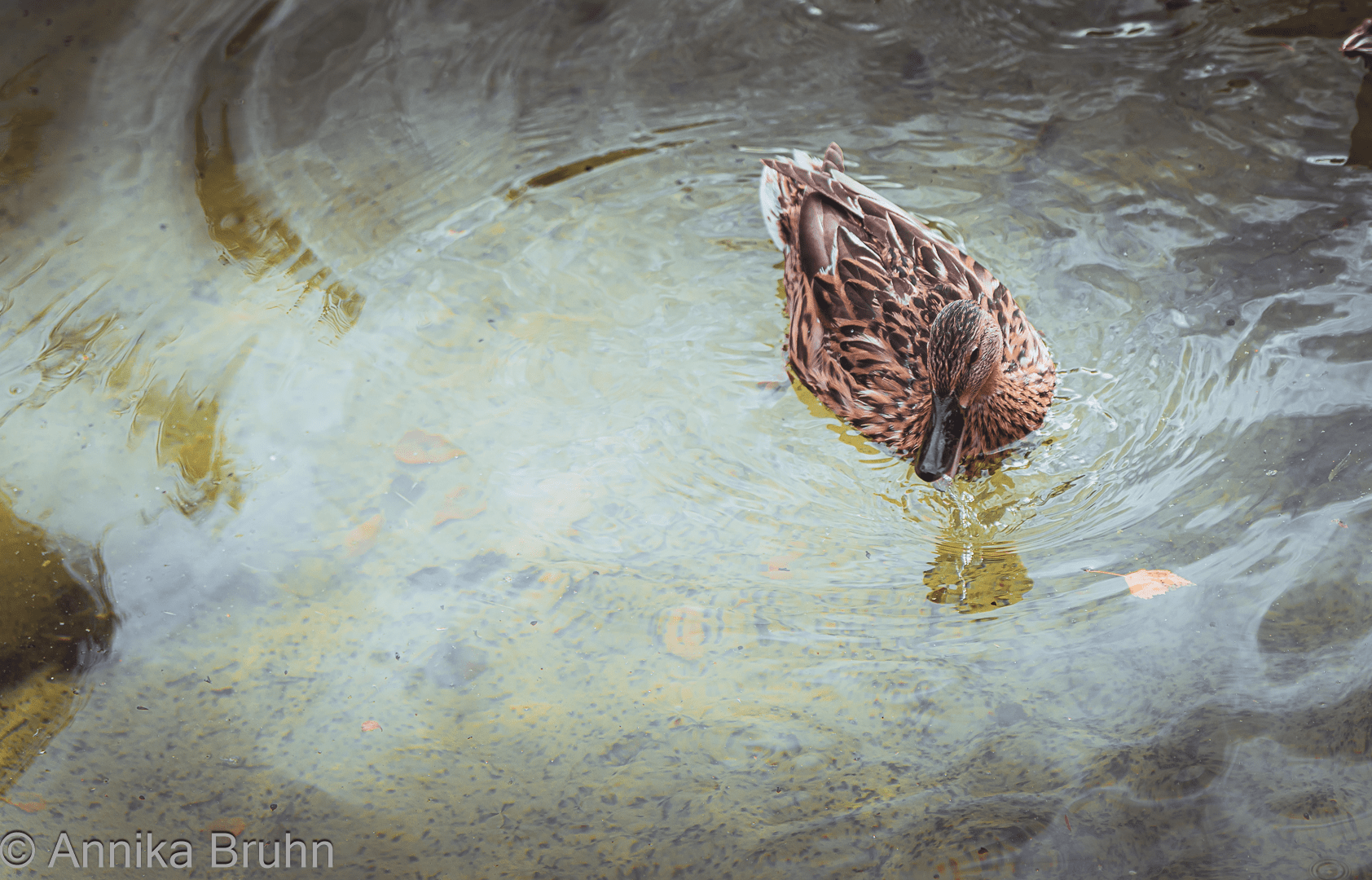 Enten beim Planschen im Bruchsaler Park